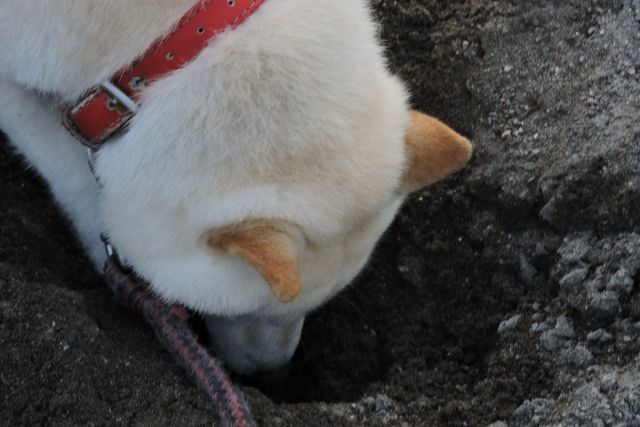 犬の穴掘り