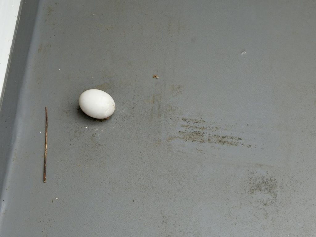 鳩の卵