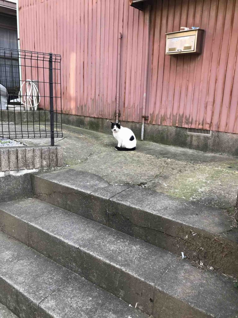 横須賀の猫