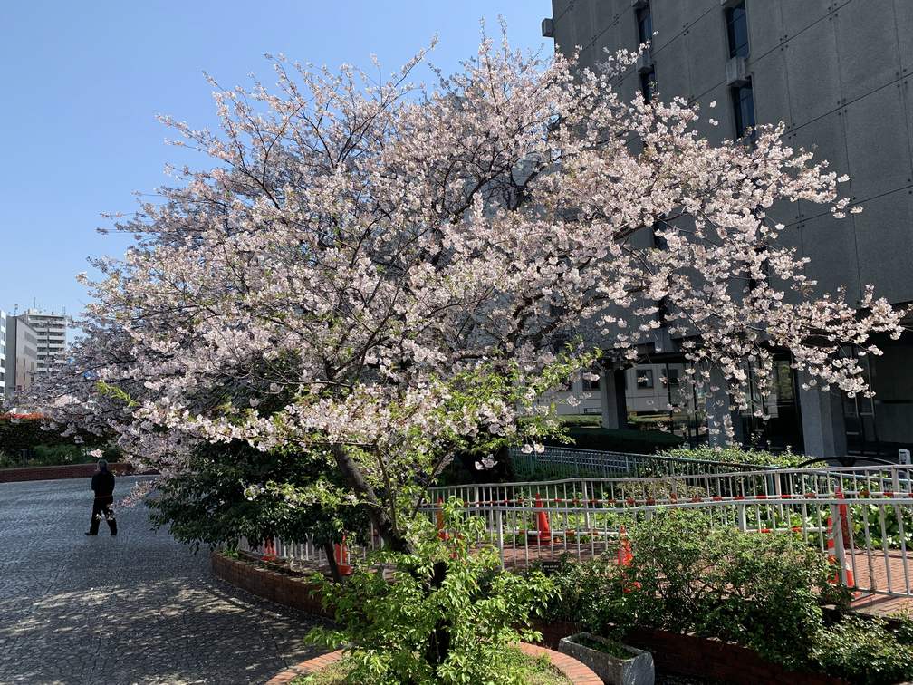 中央区の桜