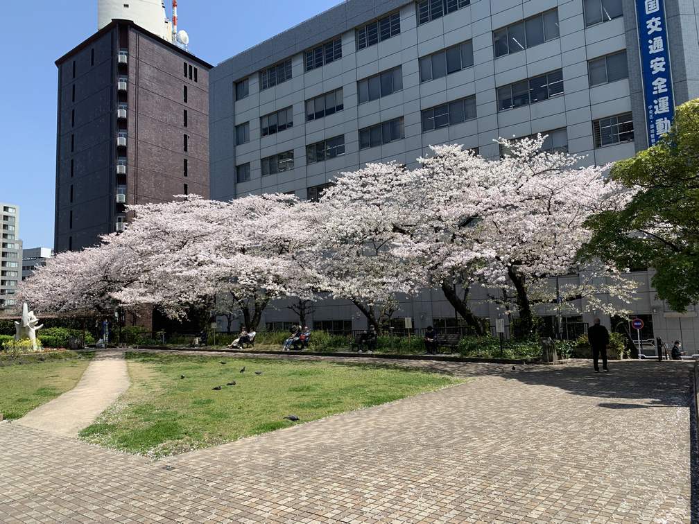中央区の桜