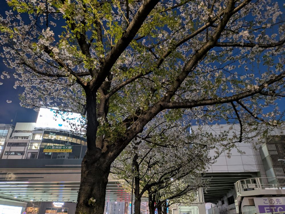 外堀通りの桜