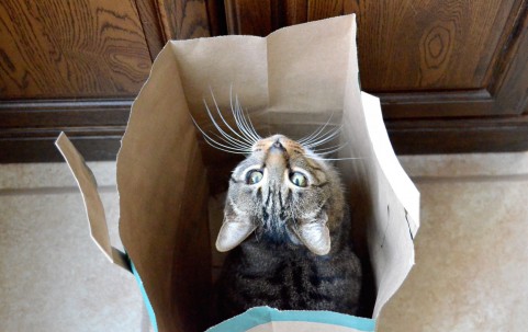 袋に入った猫