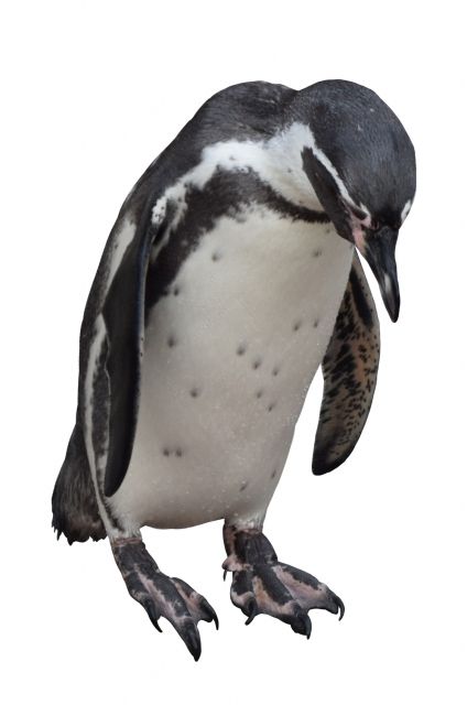 謝罪するペンギン