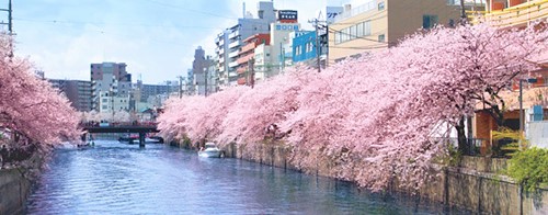 大岡川桜まつり